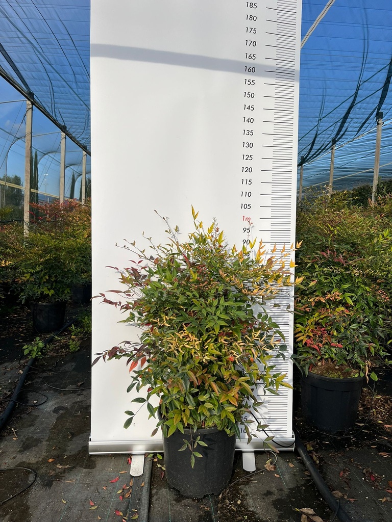 NANDINA DOMESTICA