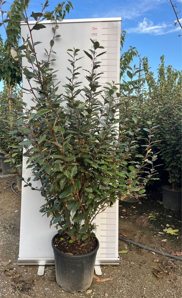 ELAEAGNUS X EBBINGEI 'COMPATTA'