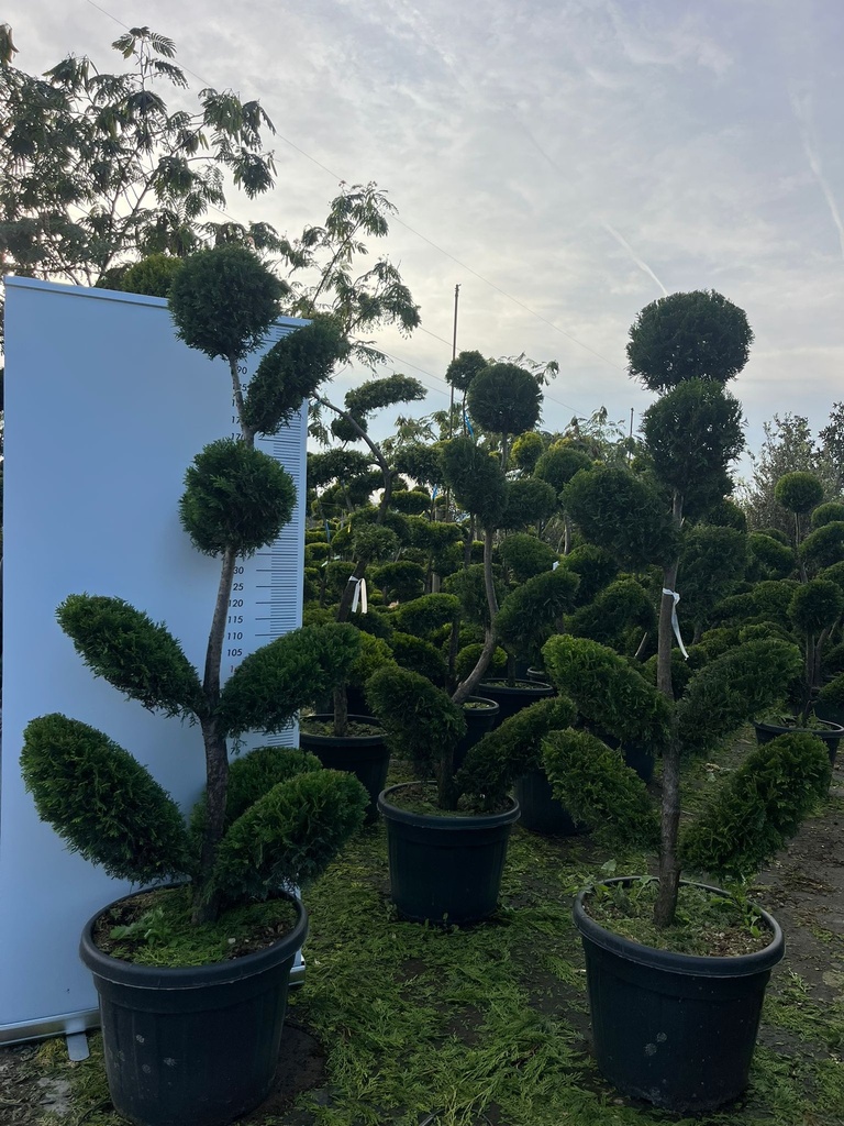 CUPRESSOCYPARIS LEYLANDII 'CASTLEWELLAN GOLD' BONSAI