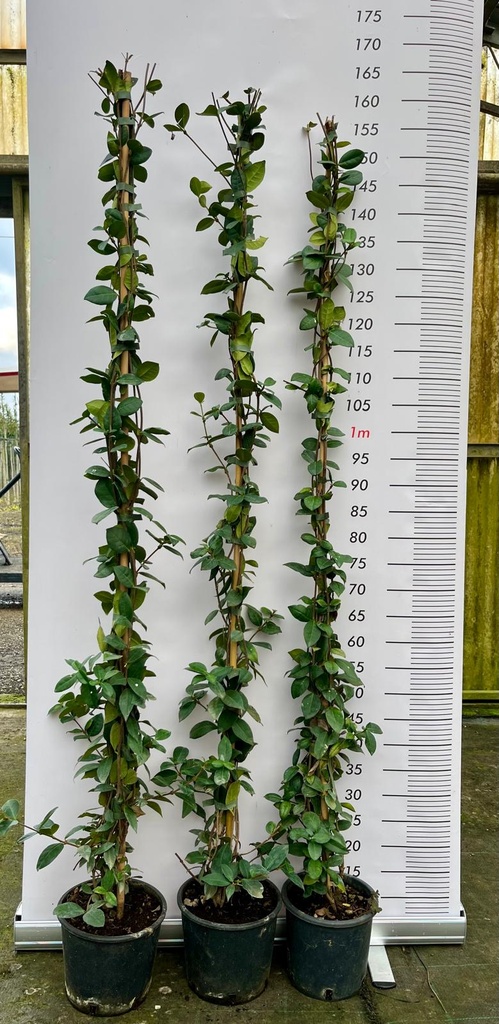 TRACHELOSPERMUM JASMINOIDES (RHYNCOSPERMUM JASMINOIDES) FALSO GELSOMINO