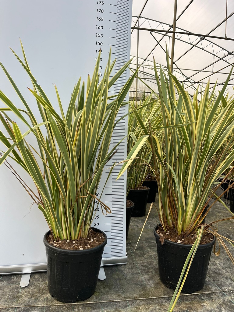 PHORMIUM TENAX 'VARIEGATUM'
