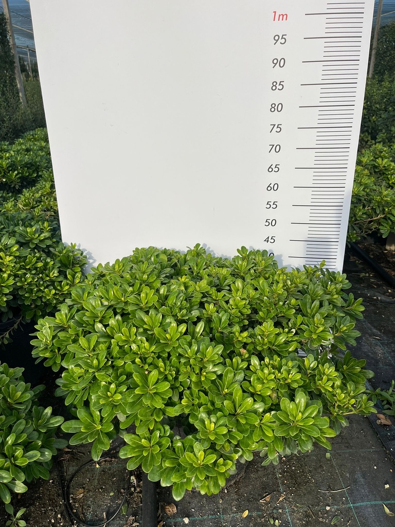 PITTOSPORUM TOBIRA 'NANUM' EXTRA