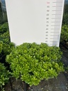 PITTOSPORUM TOBIRA 'NANUM' EXTRA