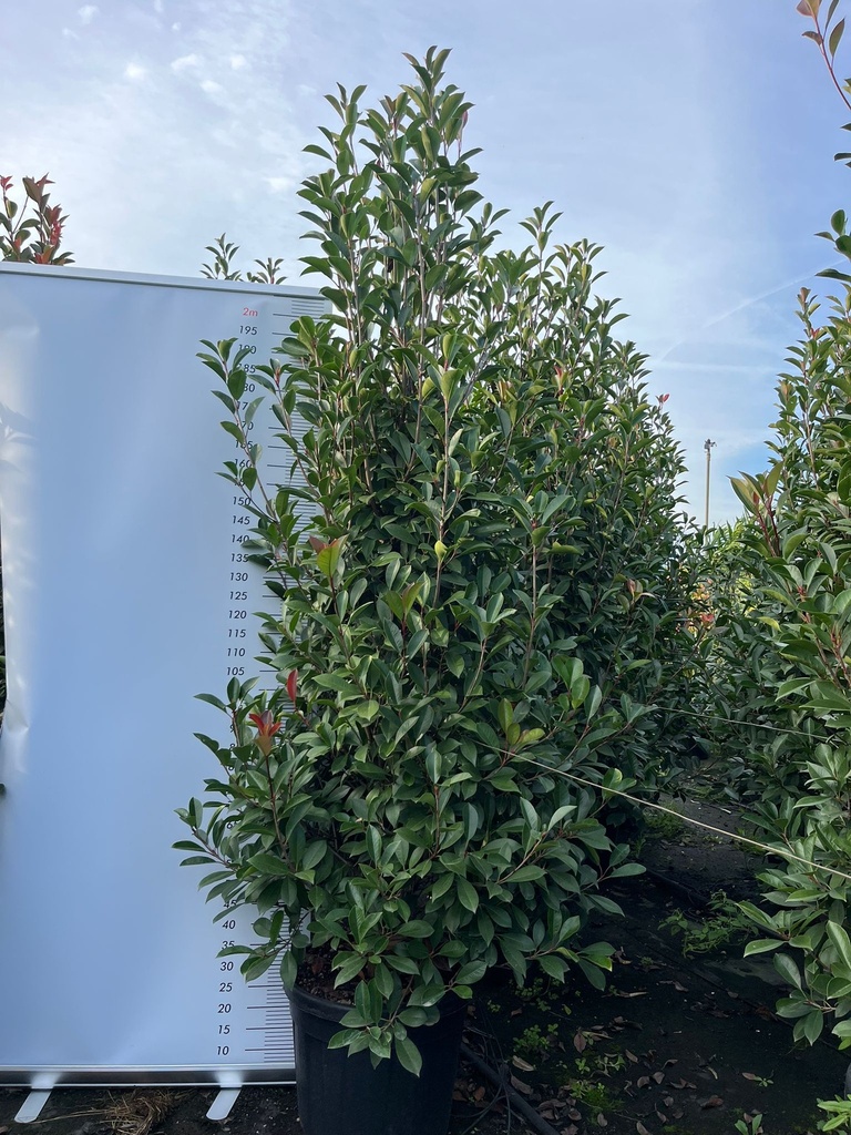 PHOTINIA X FRASERI 'RED ROBIN'
