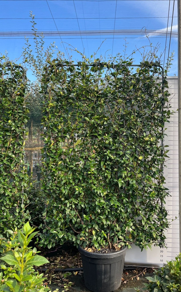 TRACHELOSPERMUM JASMINOIDES (RHYNCOSPERMUM JASMINOIDES) FALSO GELSOMINO SPALLIERA 120X180 CM