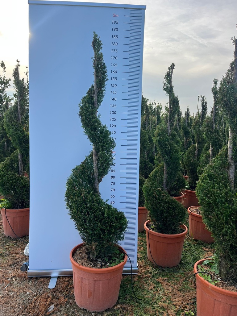 CUPRESSOCYPARIS LEYLANDII 'CASTLEWELLAN GOLD' SPIRALE