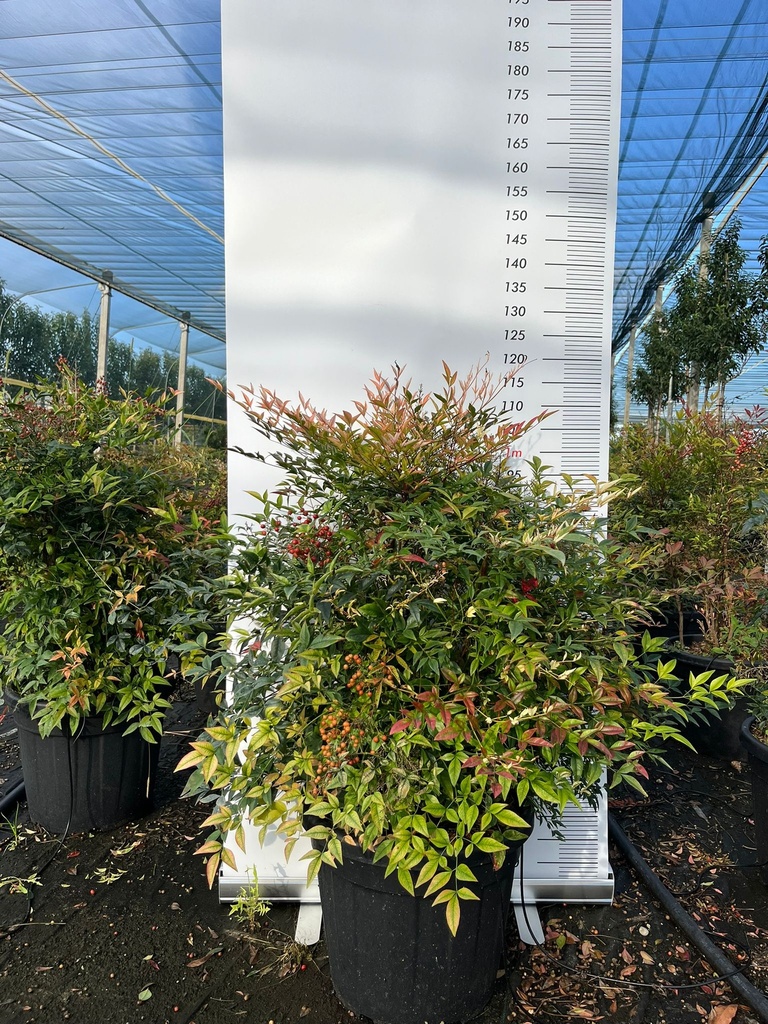 NANDINA DOMESTICA