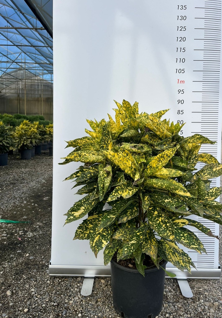 AUCUBA JAPONICA 'CROTONIFOLIA AUREA'