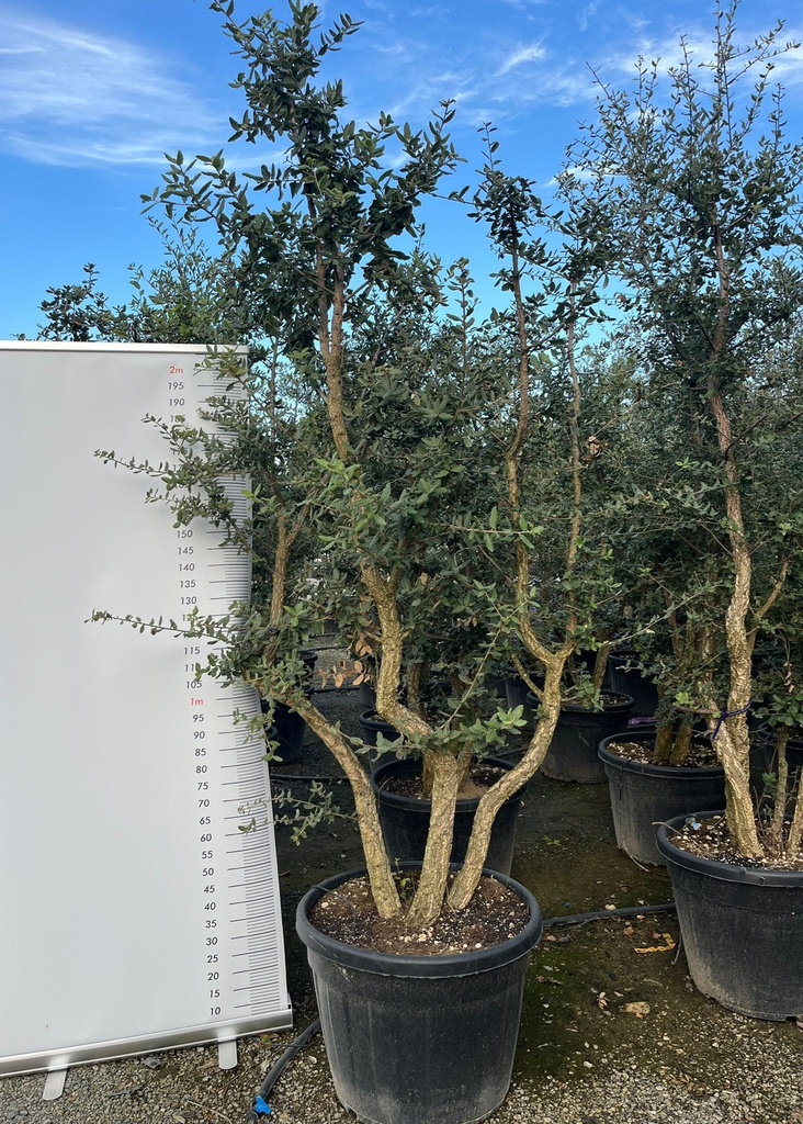 QUERCUS SUBER (SUGHERA) MULTISTEM