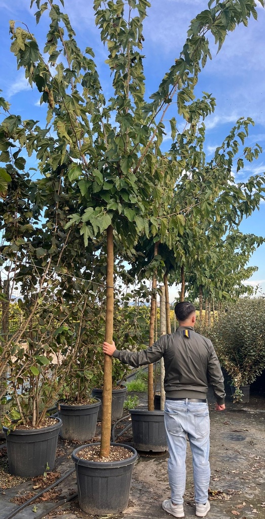 MORUS PLATANIFOLIA 'FRUITLESS'