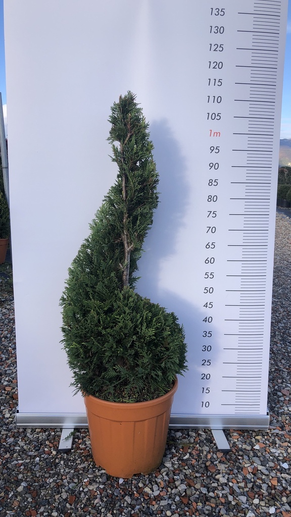 CUPRESSOCYPARIS LEYLANDII 'CASTLEWELLAN GOLD' SPIRALE