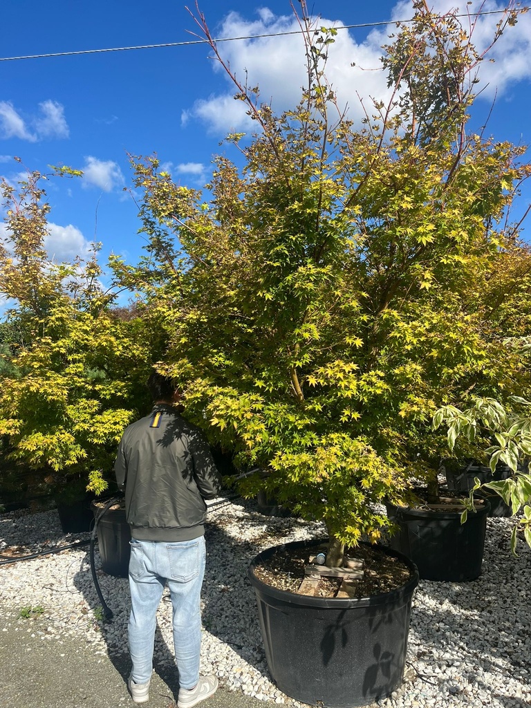 ACER PALMATUM 'CORALLINUM' (SANGOKAKU) EXTRA