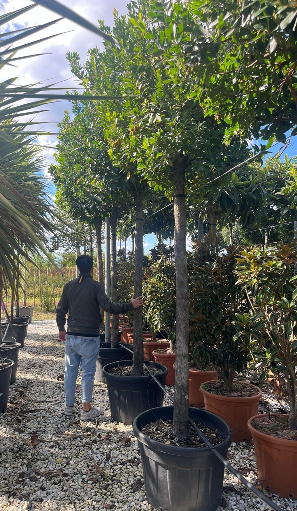 ARBUTUS UNEDO (CORBEZZOLO)