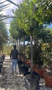 ARBUTUS UNEDO (CORBEZZOLO)
