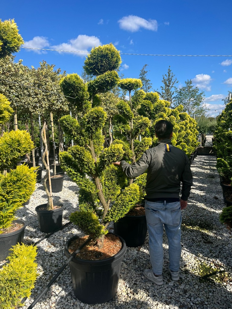 CUPRESSOCYPARIS LEYLANDII 'GOLD RIDER' BONSAI TELLER