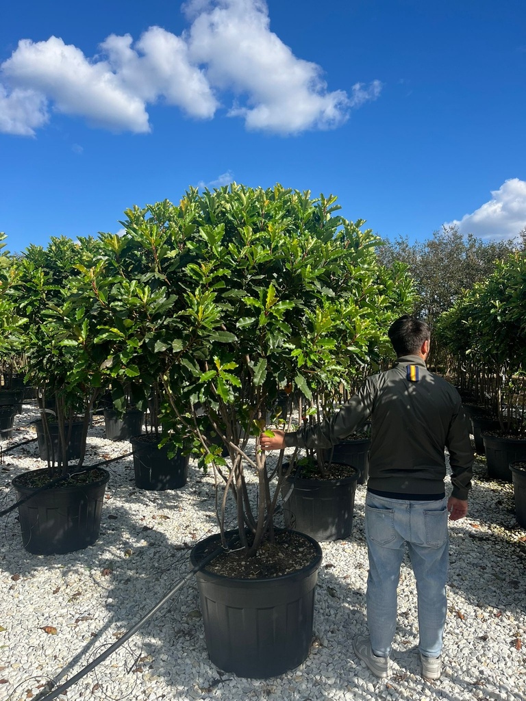PHOTINIA SERRATIFOLIA 'CRUNCHY' MULTISTEM