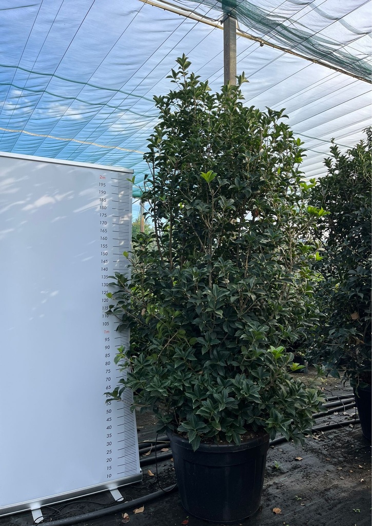 OSMANTHUS AQUIFOLIUM EXTRA