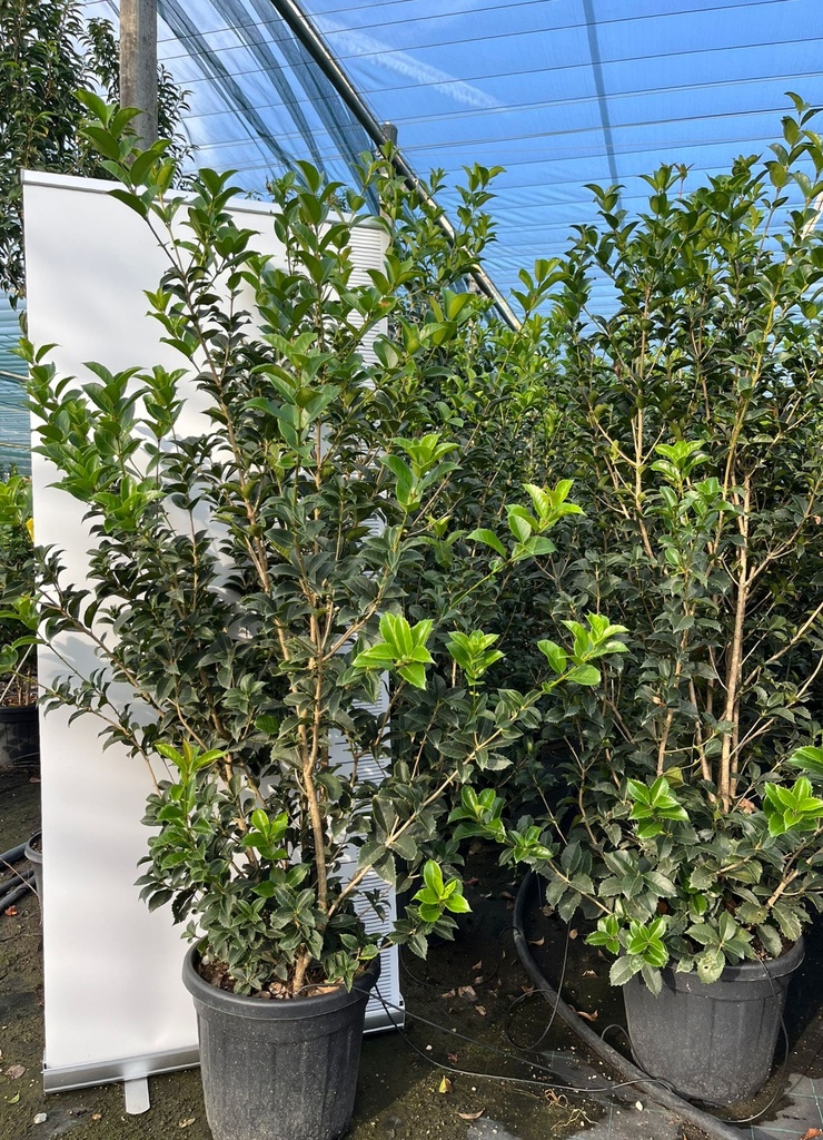 OSMANTHUS AQUIFOLIUM