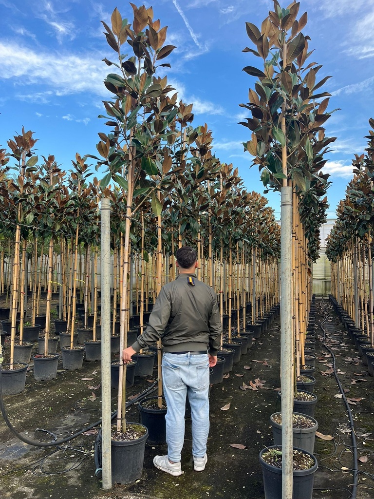 MAGNOLIA GRANDIFLORA 'GALLISONIENSIS'