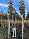 MAGNOLIA GRANDIFLORA 'GALLISONIENSIS'
