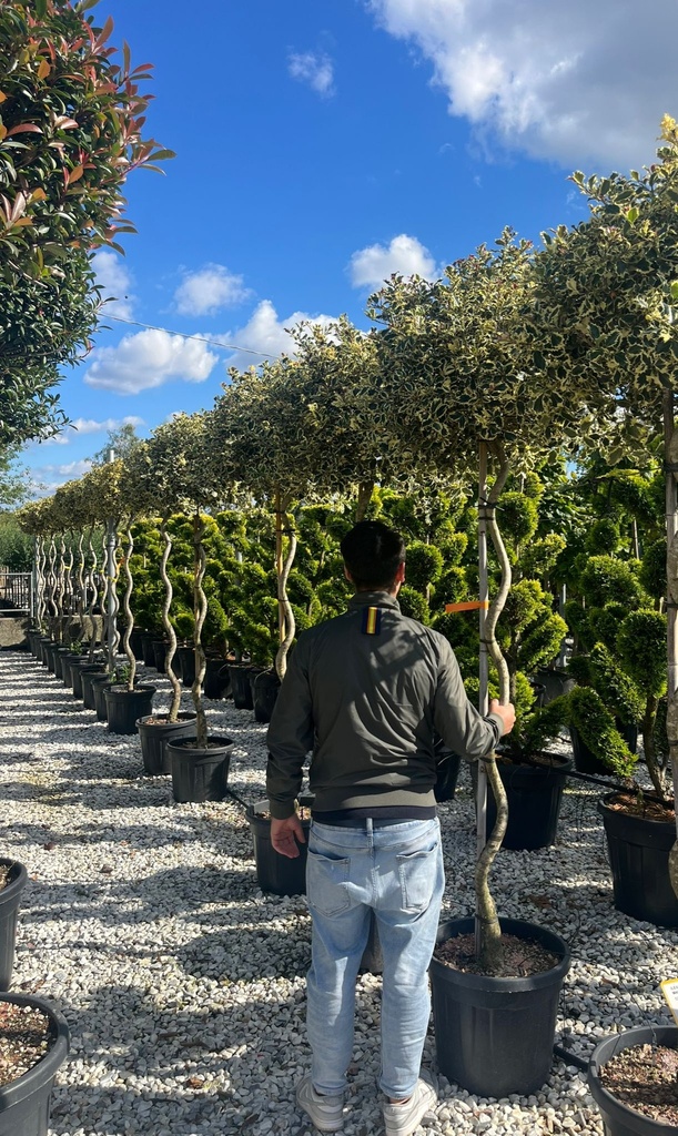 ILEX AQUIFOLIUM 'ARGENTEOMARGINATA' (AGRIFOGLIO VARIEGATO) ALTO FUSTO SPIRALE